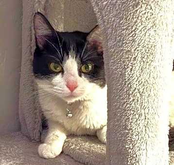 Photo of Missy BONDED with Stash
