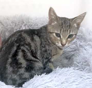 Photo of Evangeline (Evie)