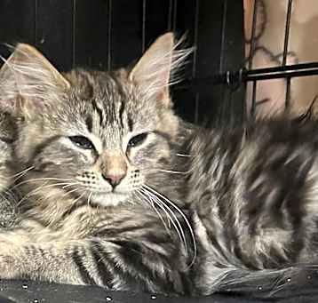 Photo of Theadora (Teddy)