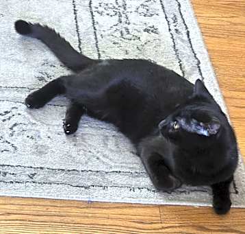 Photo of Beans