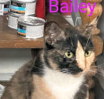 Photo of Bailey