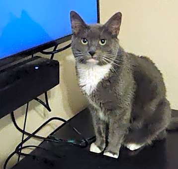 Photo of Nova