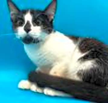 Photo of Kitty Purry