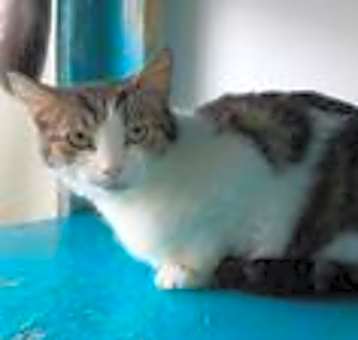 Photo of Padme