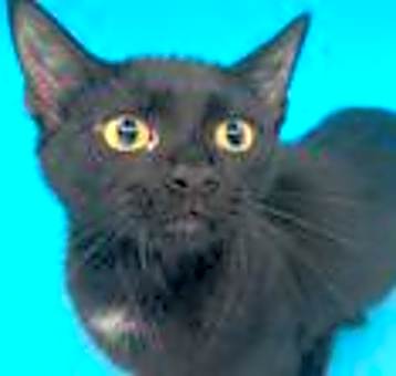 Photo of Meowly Cyrus