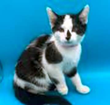 Photo of Pebbles