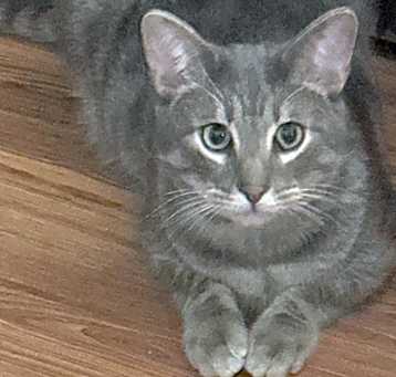 Photo of Lios
