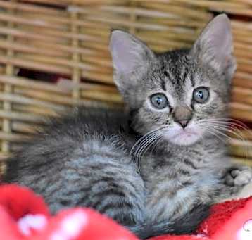 Photo of Wonton