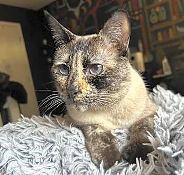 Photo of Trico