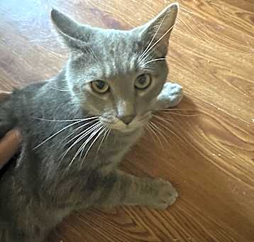 Photo of Felix