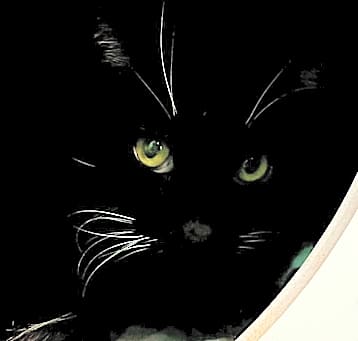 Photo of Tux