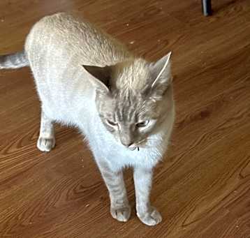 Photo of Miko