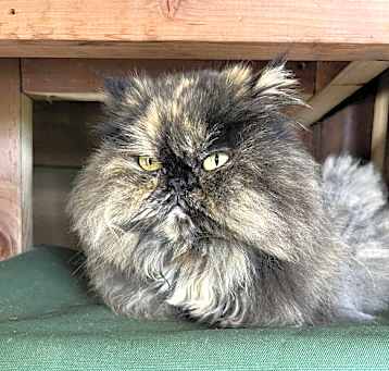 Photo of Coco