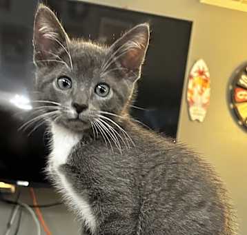 Photo of Pebbles