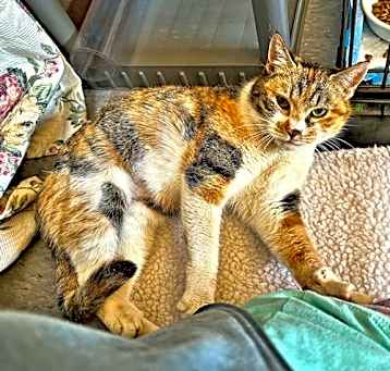 Photo of Lady Marmalade