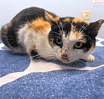 Photo of Mrs. Purrs