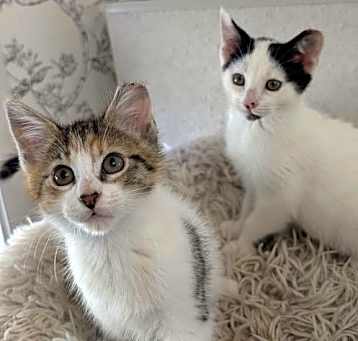 Photo of Bagel & Honey - bonded sibliings
