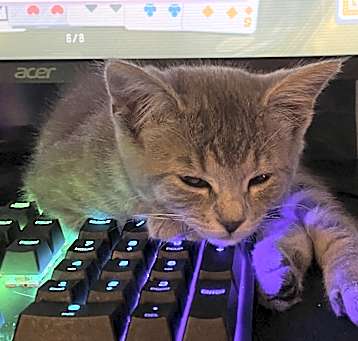 Photo of Baby kitty