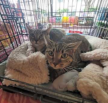 Photo of Gazillion (Bonded to Galore)