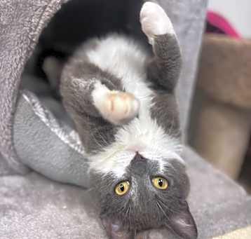 Photo of Grey