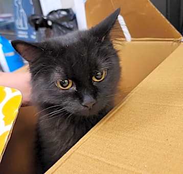 Photo of Phoenix
