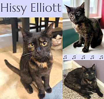 Photo of Hissy Elliot