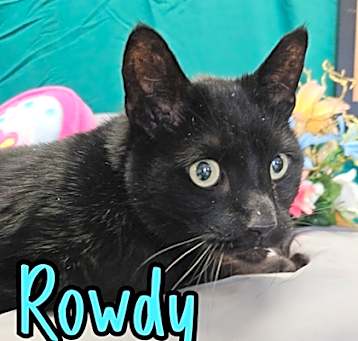 Photo of Rowdy