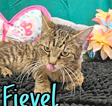 Photo of Fievel