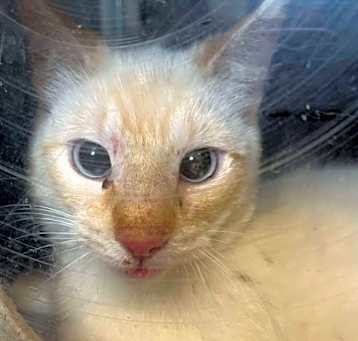 Photo of Cantelope-barn cat