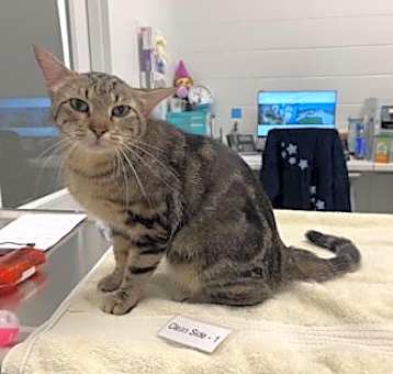Photo of Purrscilla