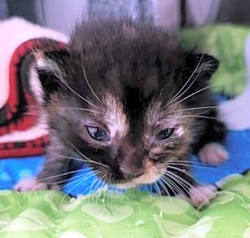 Photo of TULIP