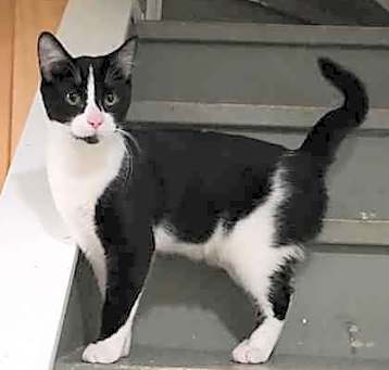 Photo of Skipper