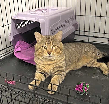 Photo of Rocky