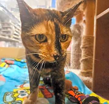 Photo of Tallulah