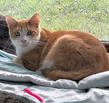 Photo of Cheddar 111C24