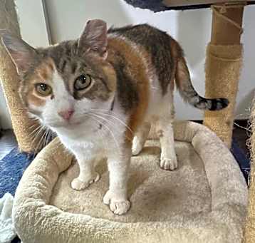 Photo of Mittens 9C25