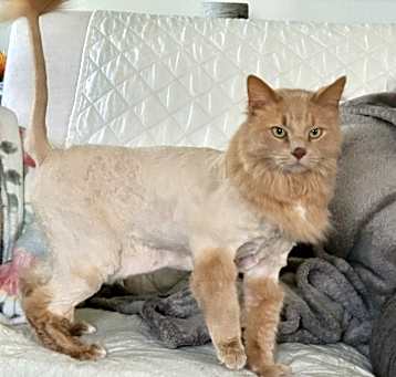 Photo of Chester