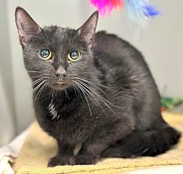 Photo of Salem