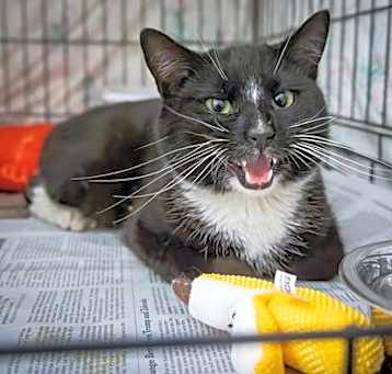 Photo of Edison (FCID# 03/17/2025 - 12 West Chester PS)