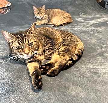 Photo of Chloe and Symba  2 cats