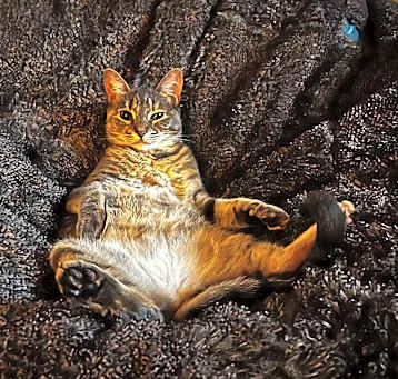 Photo of Frankie