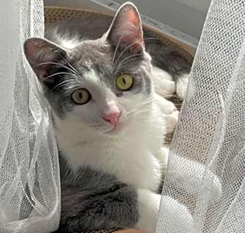 Photo of Magoo *MUST BE ADOPTED AS A BU