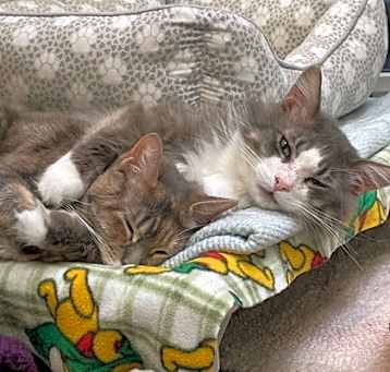 Photo of Laurel (Spirit Cat) w/ Sabotag