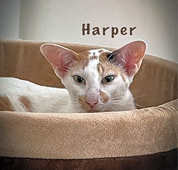 Photo of Harper