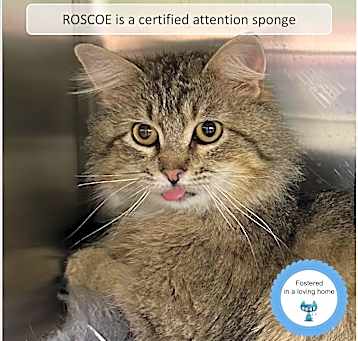 Photo of Roscoe