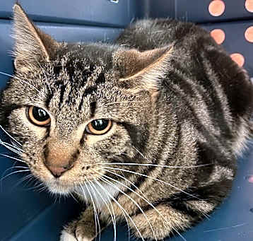 Photo of Barn Cat - Lime