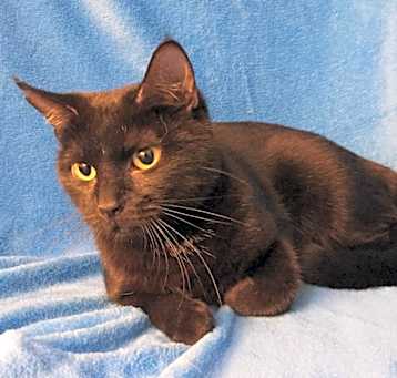 Photo of Sable Hyattsville