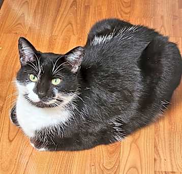 Photo of Joshua 