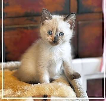 Photo of Furrari