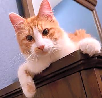 Photo of Timber